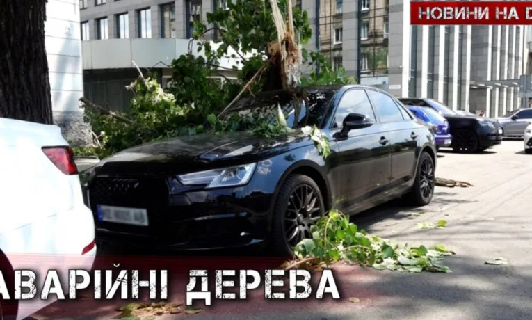У Дніпрі аварійне дерево розтрощило авто: хто винен?