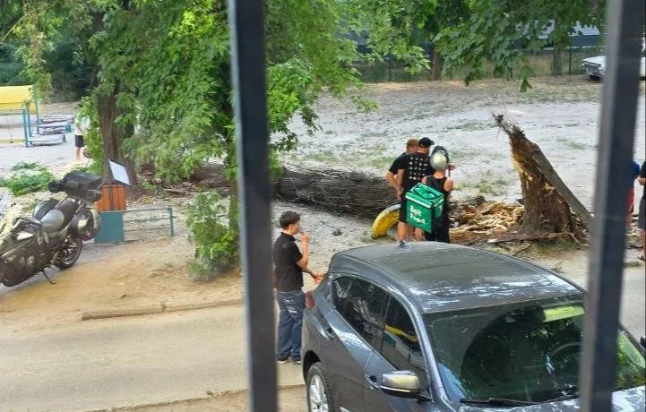 У Дніпрі на Слобожанському дерево впало на дитячий візок
