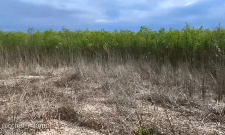 Як змінилися Нікопольські плавні після висихання водосховища