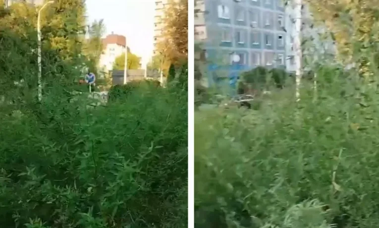 Амброзія у центрі Дніпра: небезпека для містян