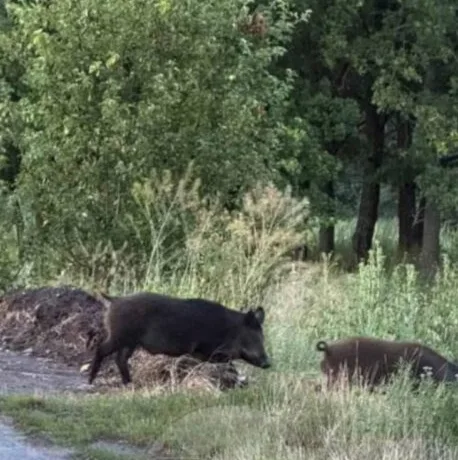 На Дніпропетровщині дикі кабани тероризують мешканців