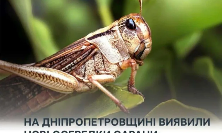 На Дніпропетровщині оголосили режим через навалу сарани