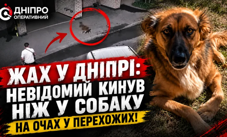 На ж/м Ломівський у Дніпрі чоловік жорстоко поранив собаку