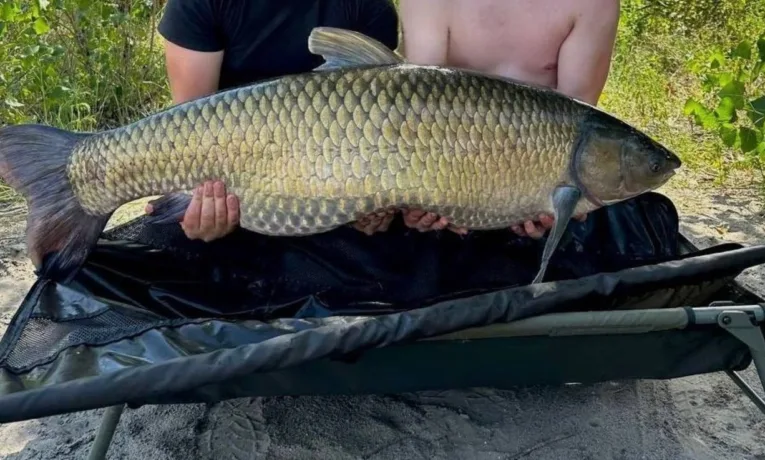 У Дніпрі рибалки спіймали гігантського амура на 31,5 кг