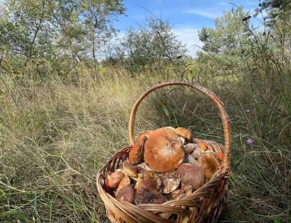 Грибний сезон на Дніпропетровщині: де шукати врожай