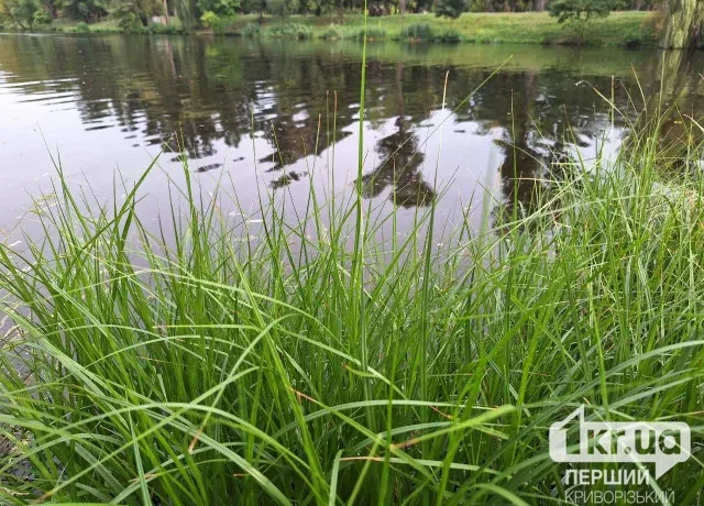 Річка Інгулець: незаконний паркан перекрив доступ до води
