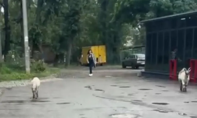 У Кривому Розі кози влаштували прогулянку містом