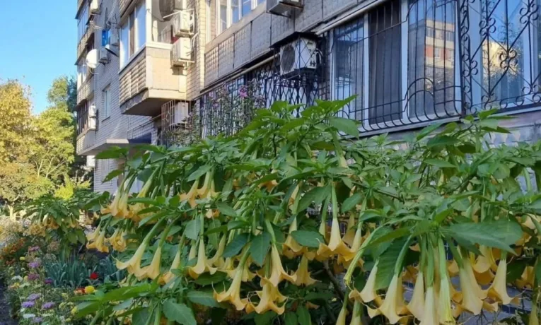 Дивовижна бругмансія розквітла у Дніпрі