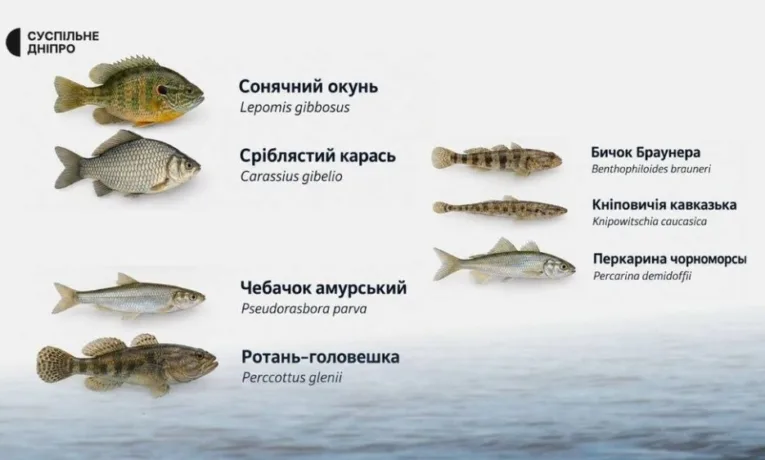 Екосистема Дніпра під загрозою: річки захоплюють чужинці