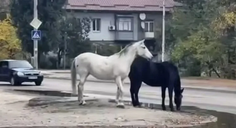 Коні на дорозі: незвична пригода у Дніпрі