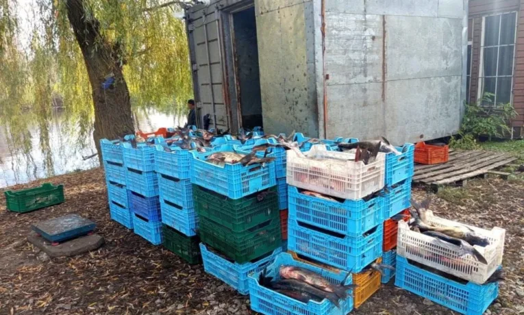 Масове браконьєрство на Дніпропетровщині: понад 6 тонн риби