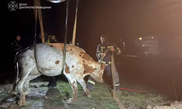 На Дніпропетровщині рятувальники врятували корову з ями