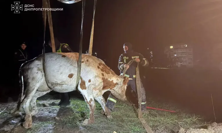 На Дніпропетровщині рятувальники врятували корову з ями