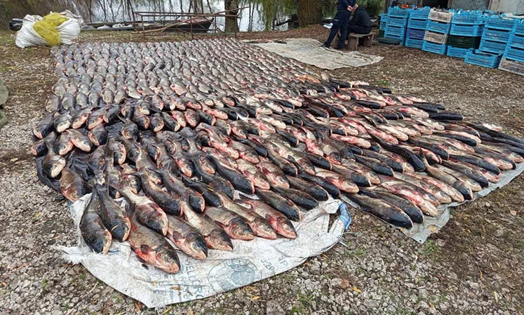 На Дніпропетровщині викрили масштабний вилов риби