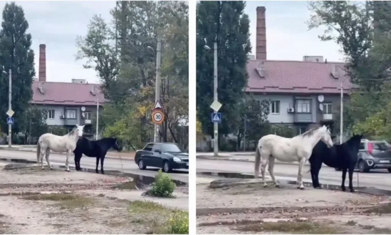 У Дніпрі коні знову розгулюють вулицями житлового масиву