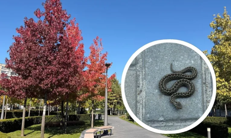У Дніпрі помітили отруйну степову гадюку