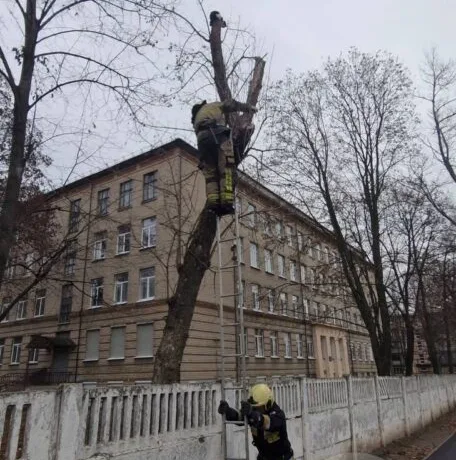 У Дніпрі рятувальники зняли кота з верхівки дерева